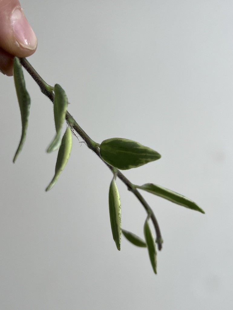 Aeschynanthus Bolero Bicolore | Sadzonka Rośliny