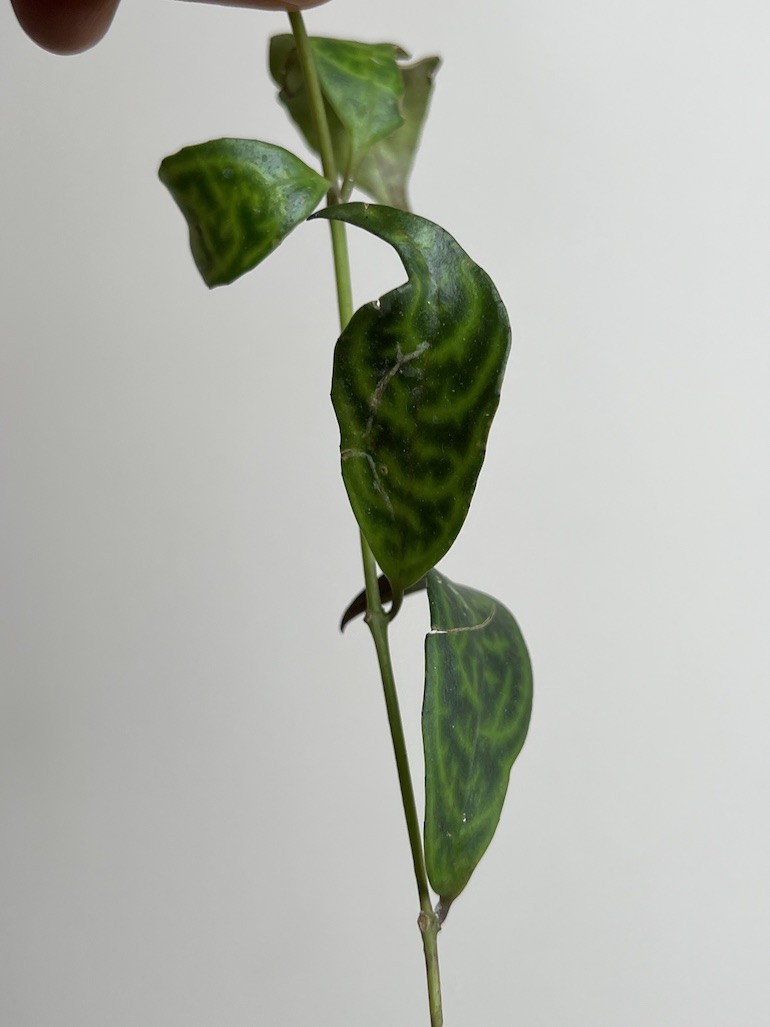 Aeschynanthus marmoratus|Sadzonka Rośliny