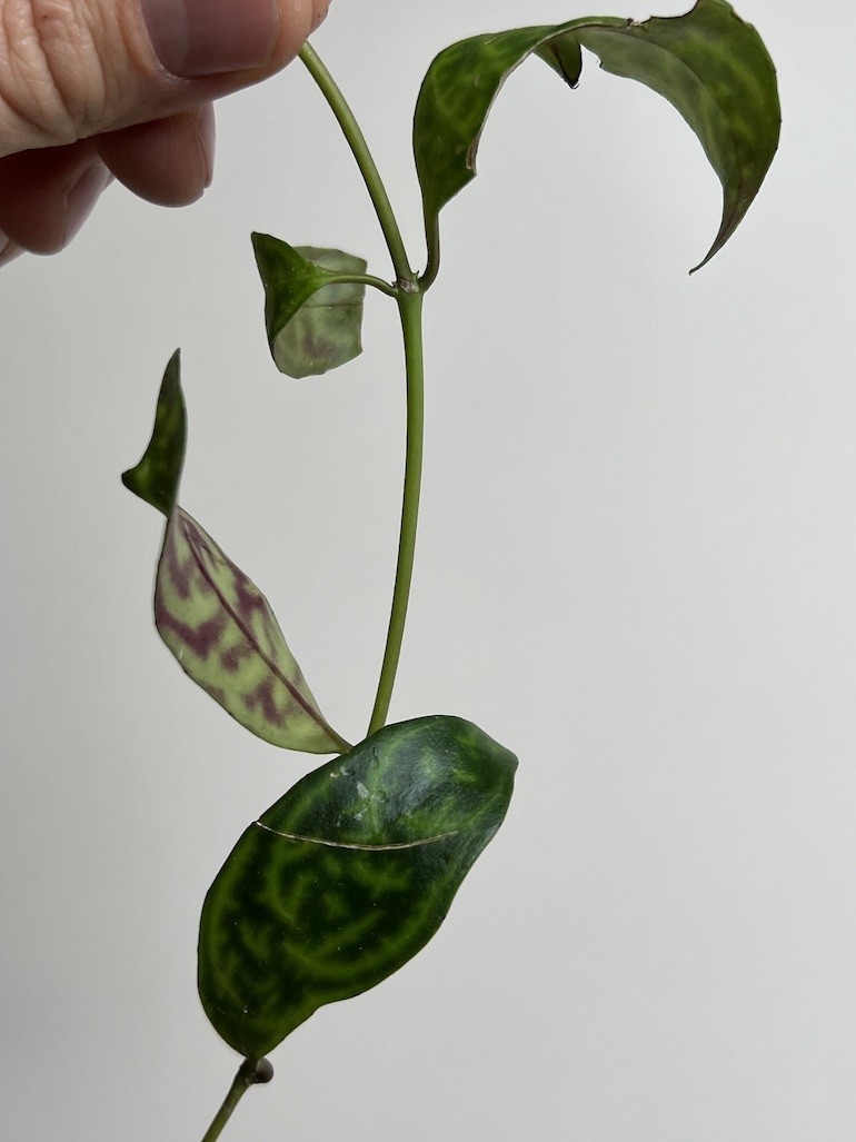 Aeschynanthus marmoratus|Sadzonka Rośliny