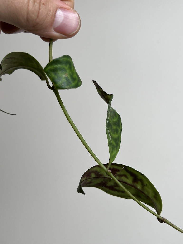 Aeschynanthus marmoratus|Sadzonka Rośliny