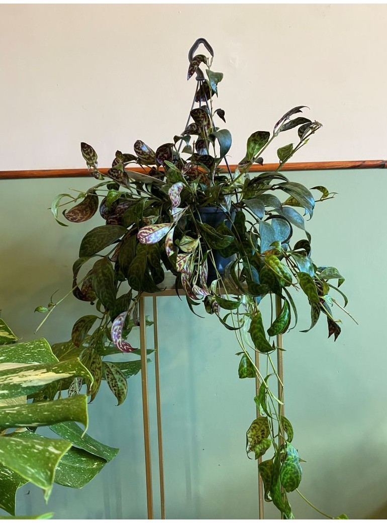 Aeschynanthus marmoratus|Sadzonka Rośliny