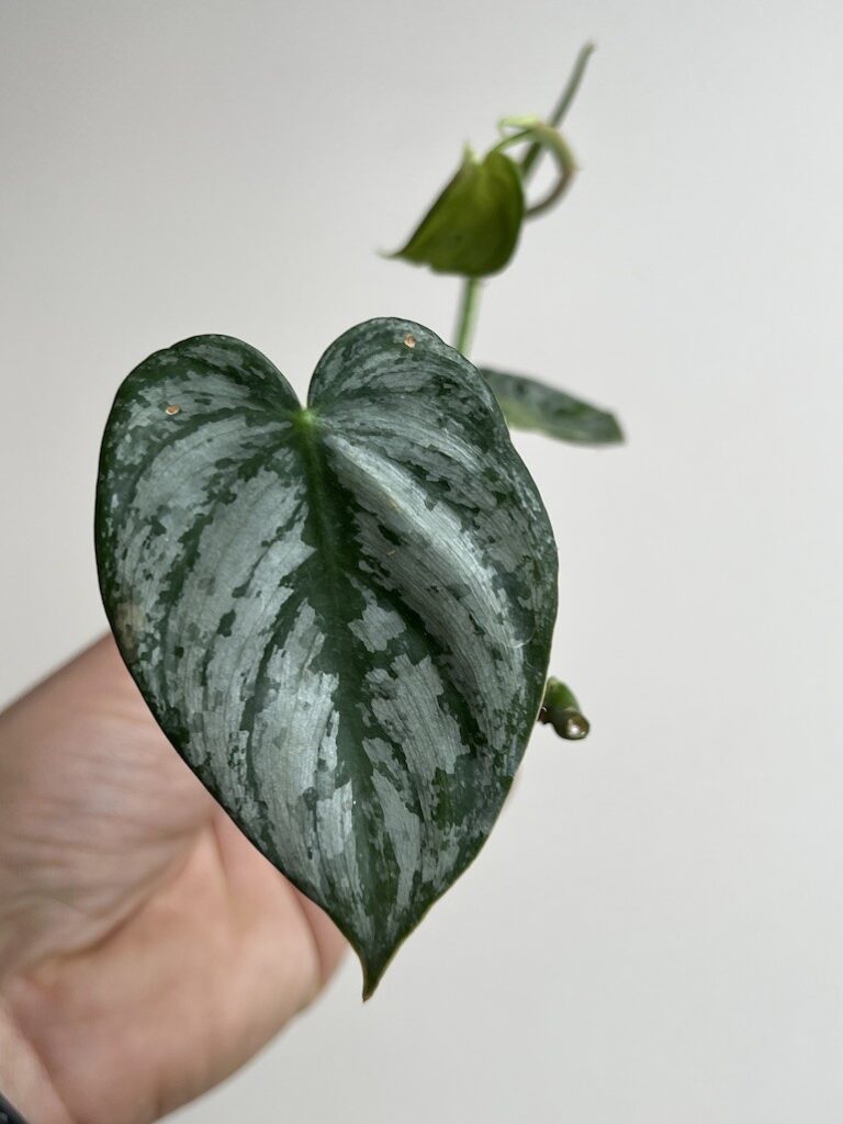 Philodendron Brandtianum|Sadzonka Rośliny