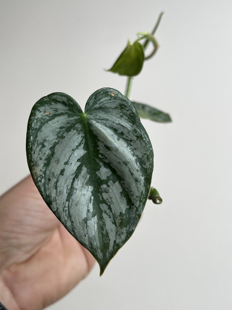 Philodendron Brandtianum | Sadzonka Cięta