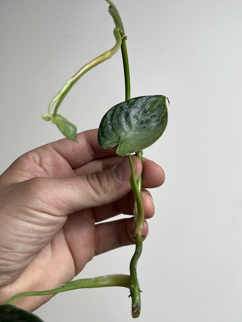 Philodendron Brandtianum | Sadzonka Cięta
