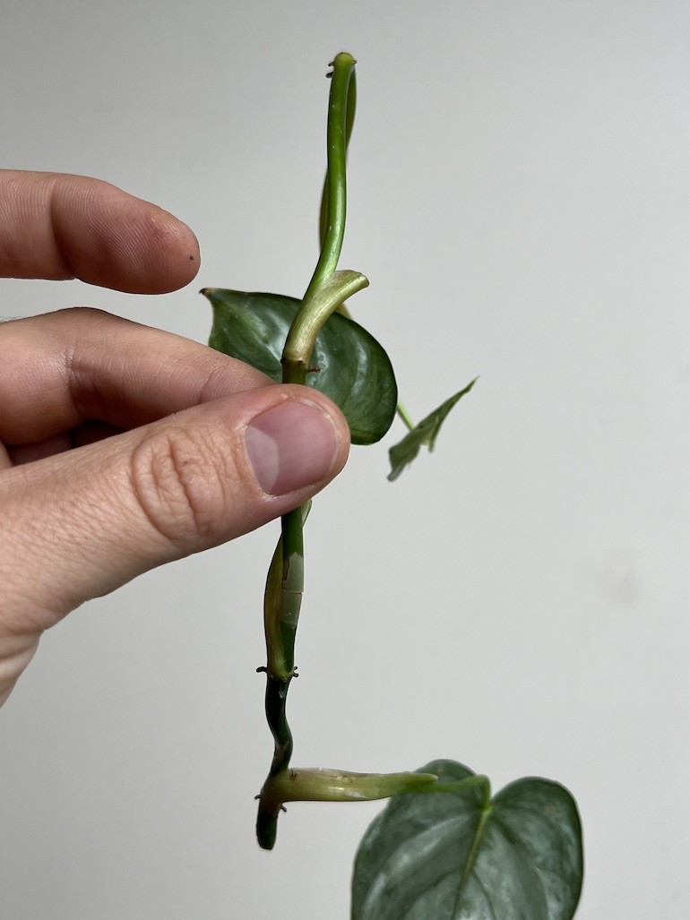 Philodendron Brandtianum | Sadzonka Cięta