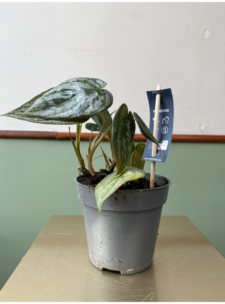 Philodendron Brandtianum | Sadzonka Cięta