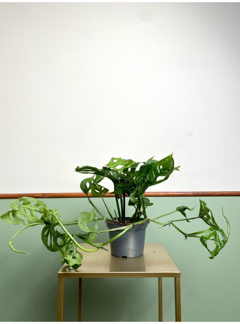 Monstera Adansoni | Sadzonka Cięta
