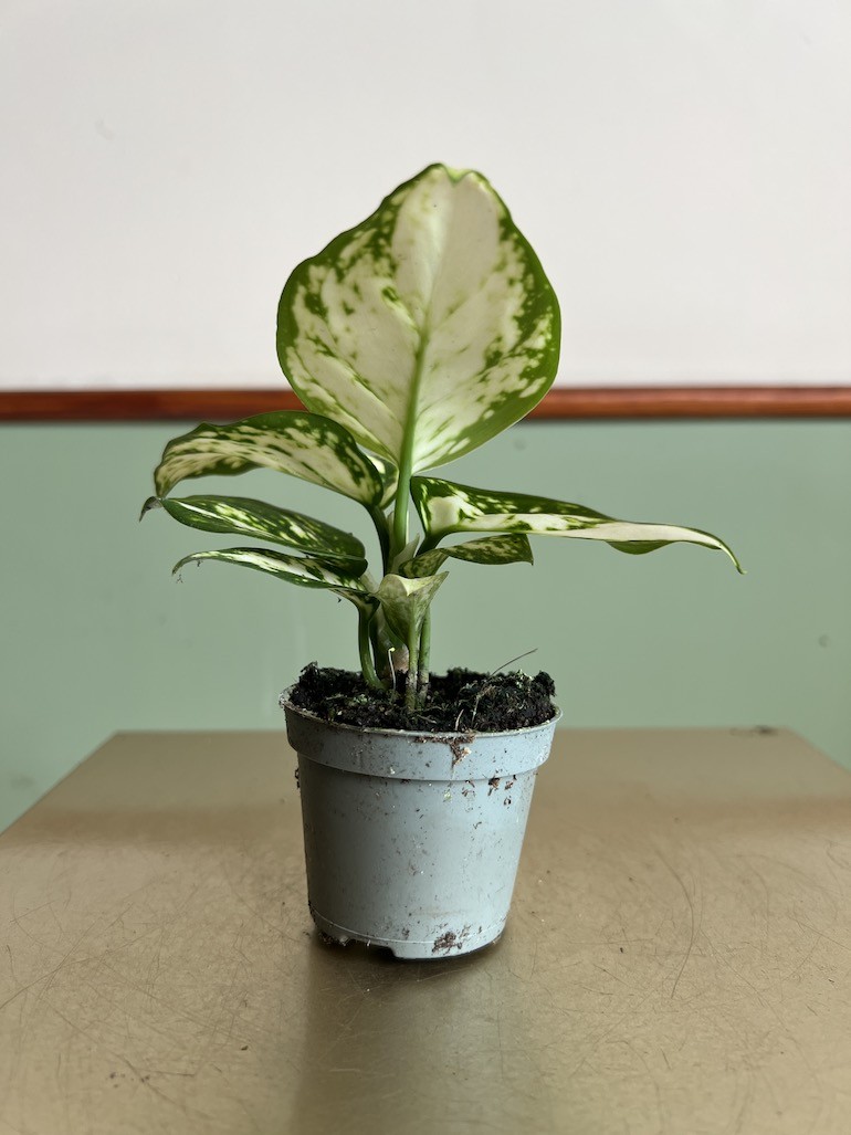 Aglaonema Osaka