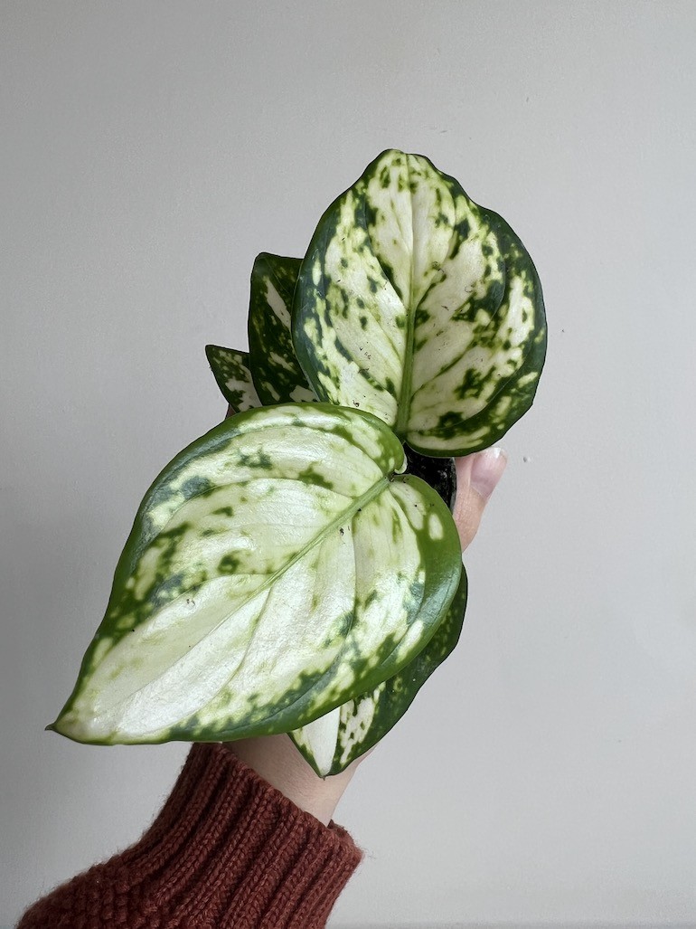 Aglaonema Osaka