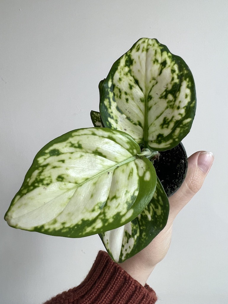 Aglaonema Osaka