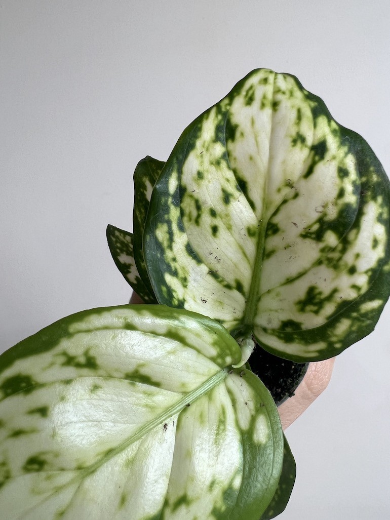 Aglaonema Osaka