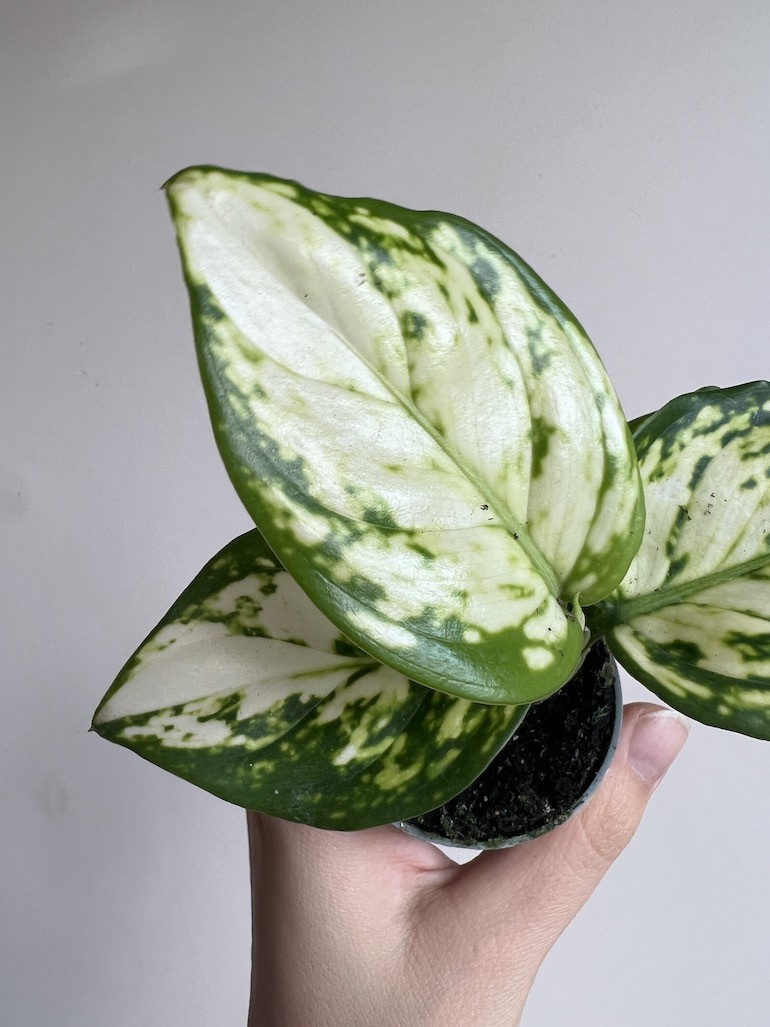 Aglaonema Osaka