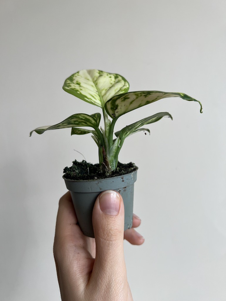 Aglaonema Osaka