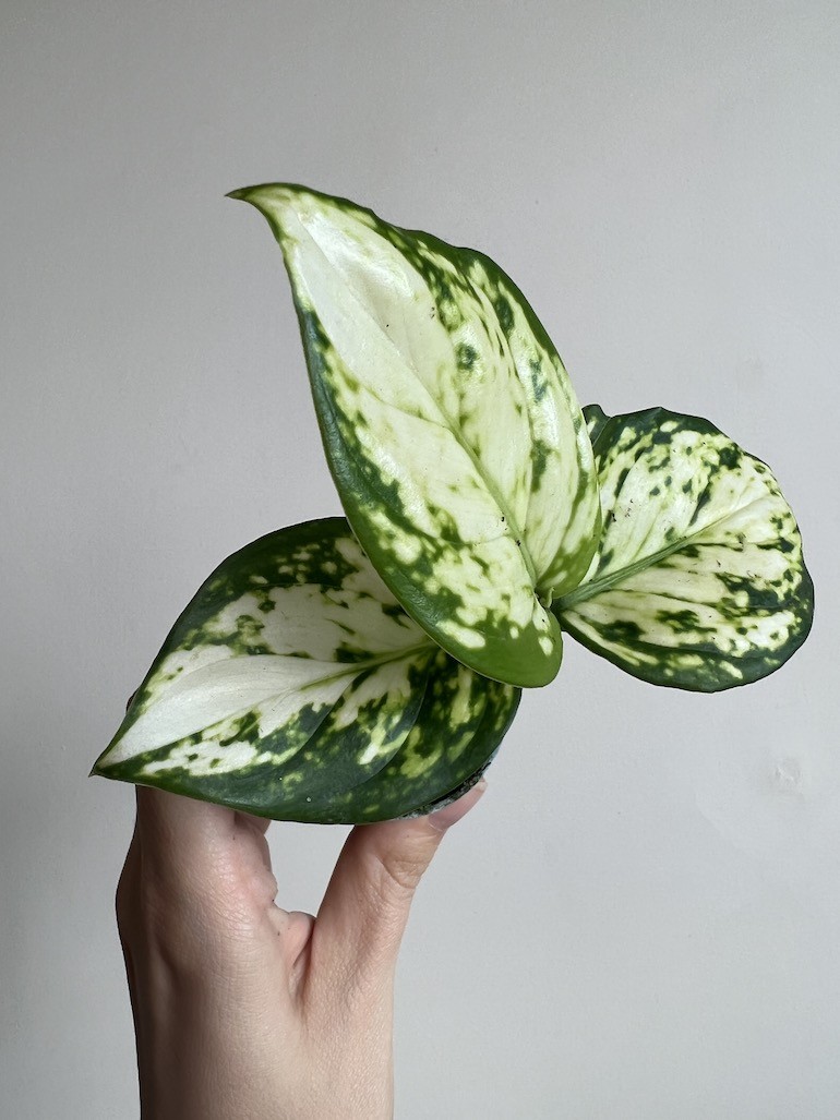 Aglaonema Osaka