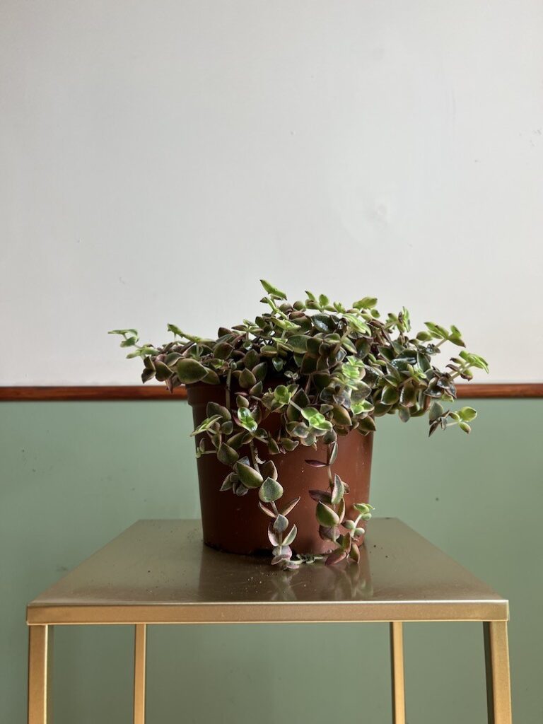 Crassula Marginalis Duża