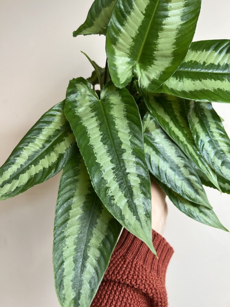 Schismatoglottis wallichii