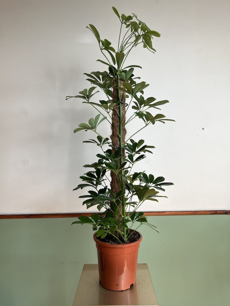 Schefflera Nora 85cm