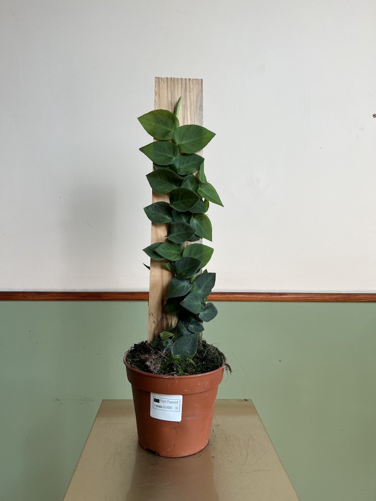 Rhaphidophora Celatocaulis