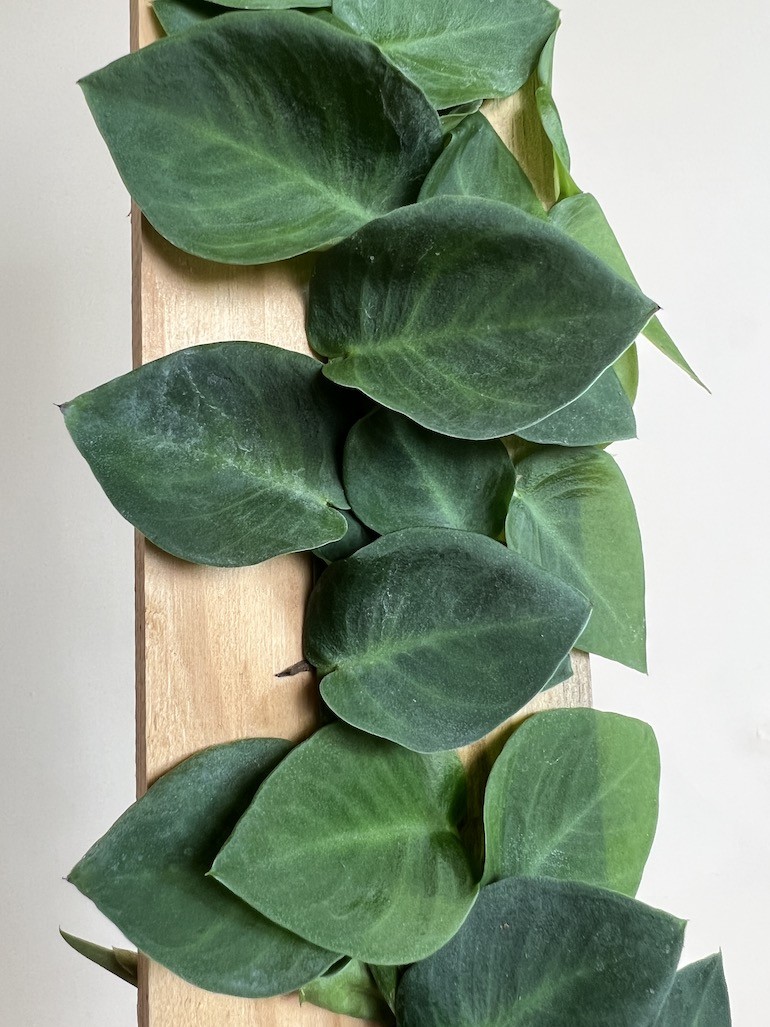 Rhaphidophora Celatocaulis