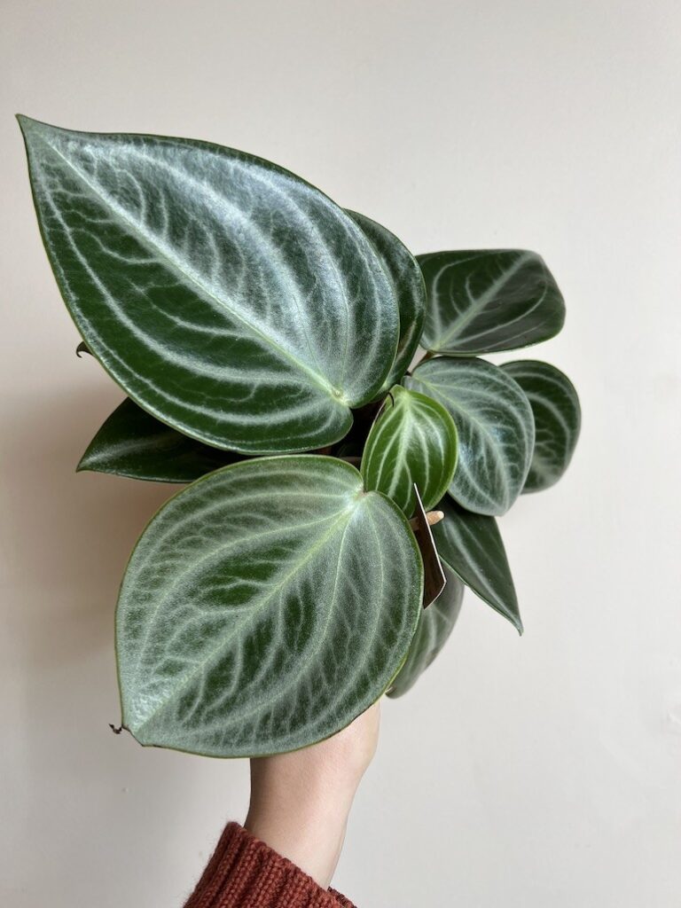 Peperomia Sarcophylla