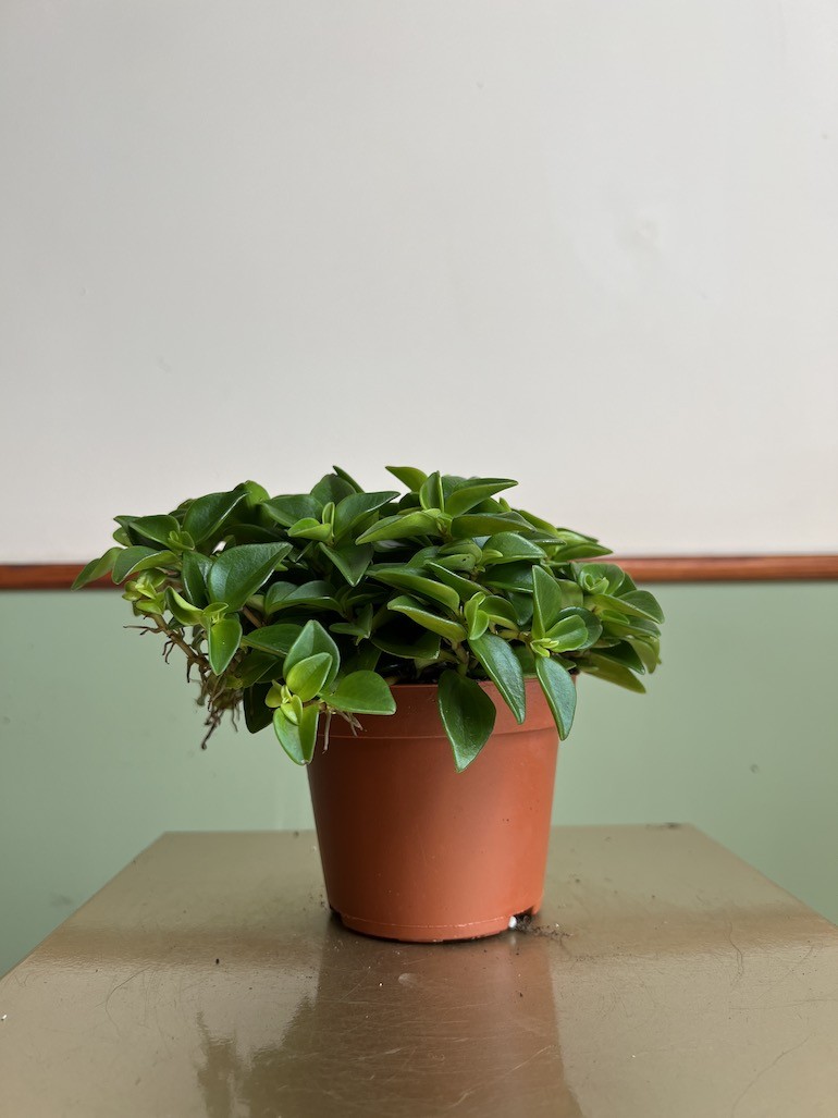 Peperomia