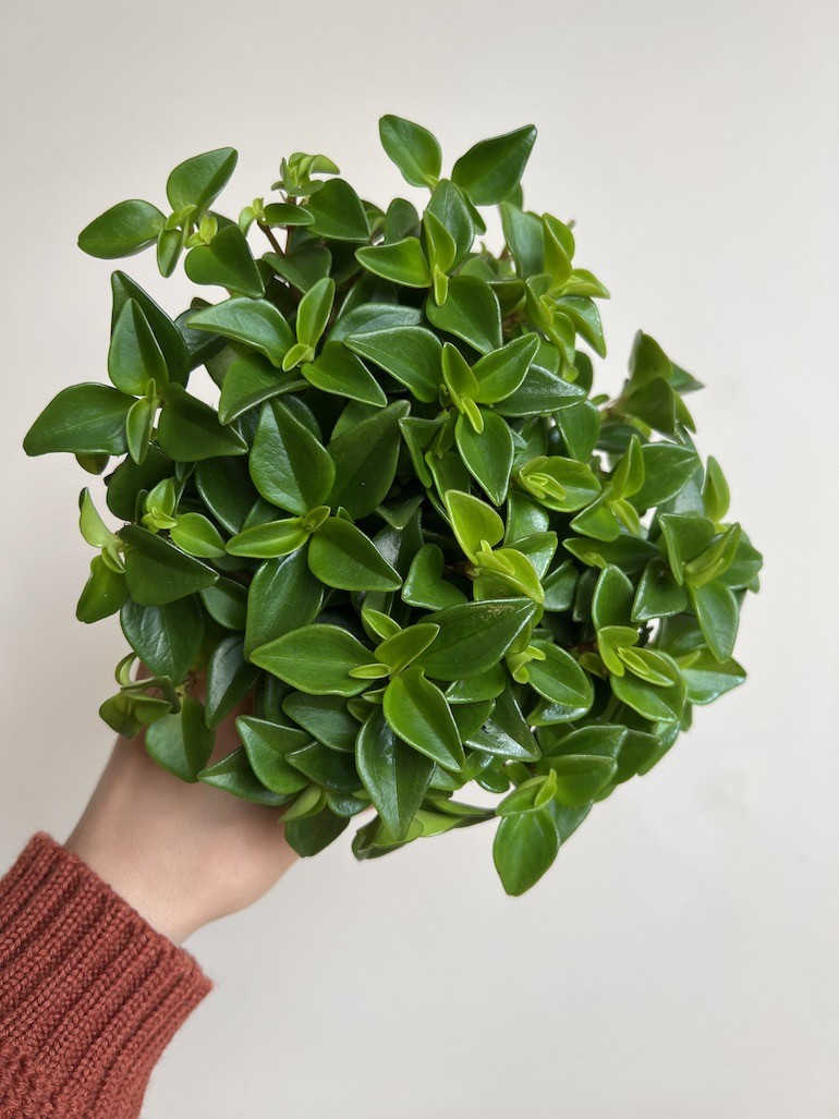 Peperomia