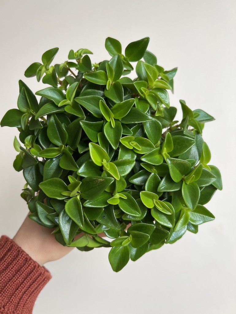 Peperomia