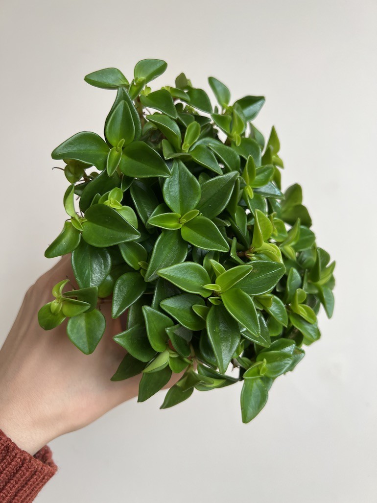Peperomia
