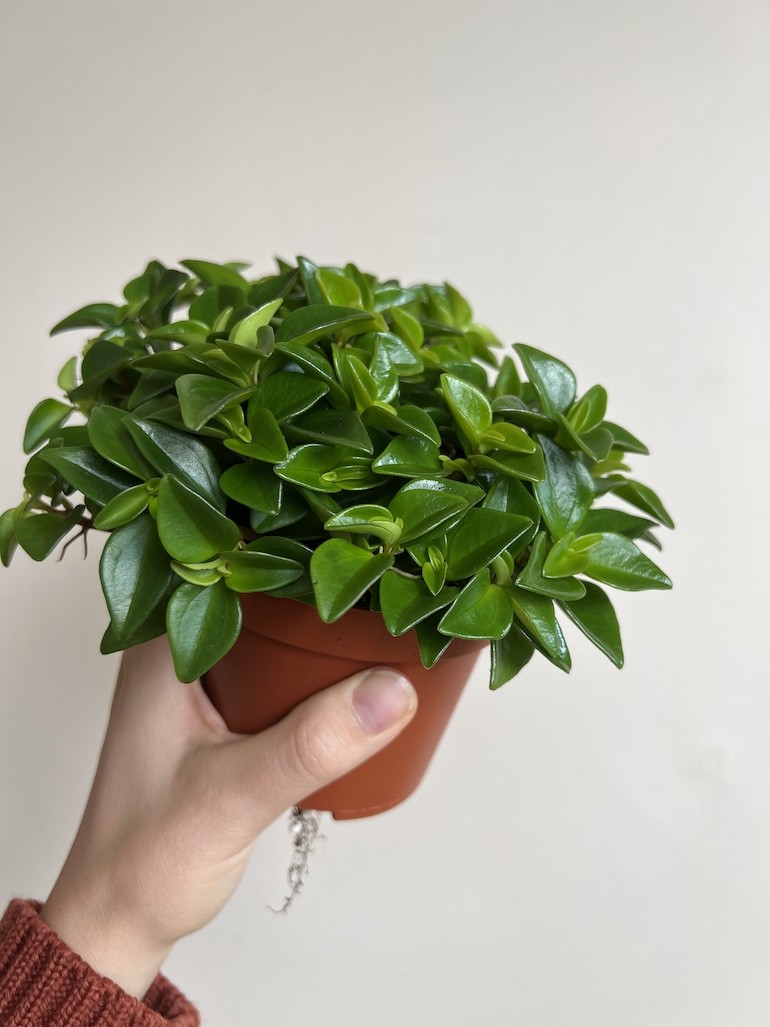 Peperomia