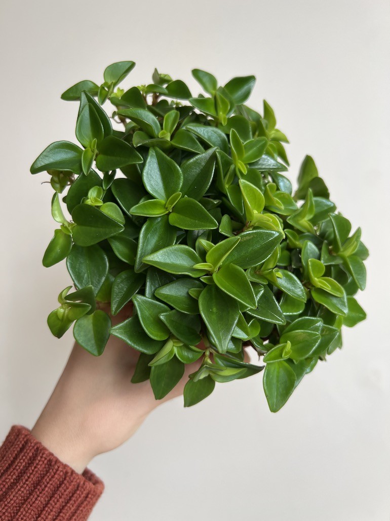 Peperomia