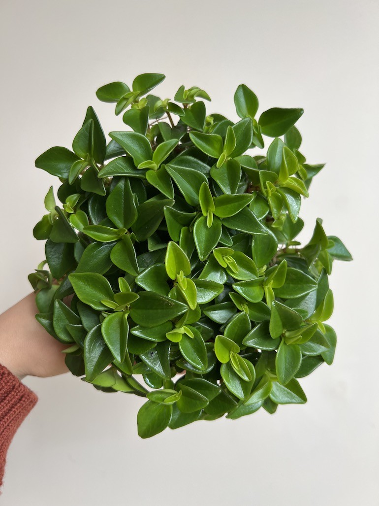 Peperomia