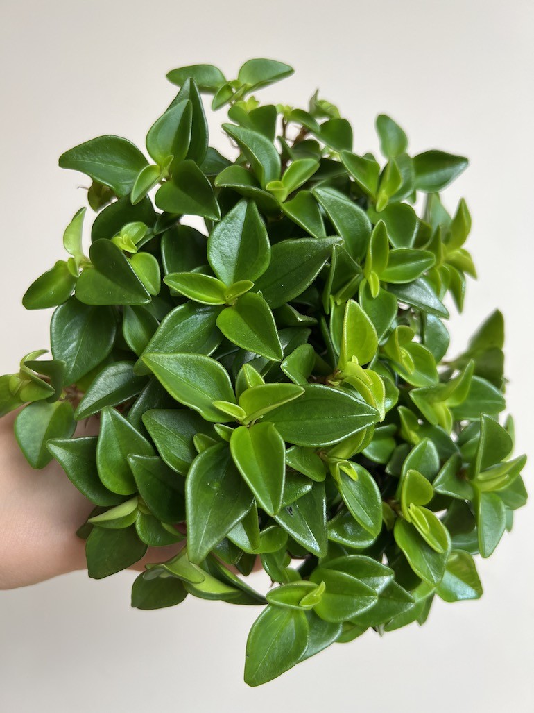 Peperomia