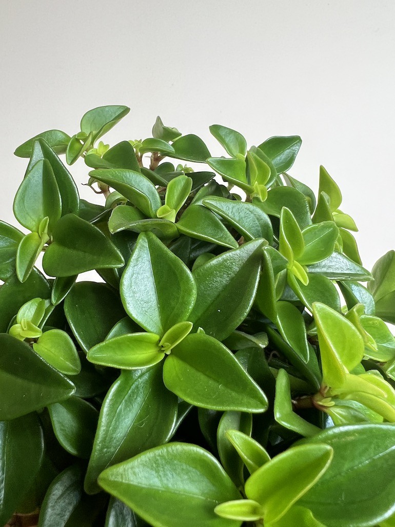 Peperomia