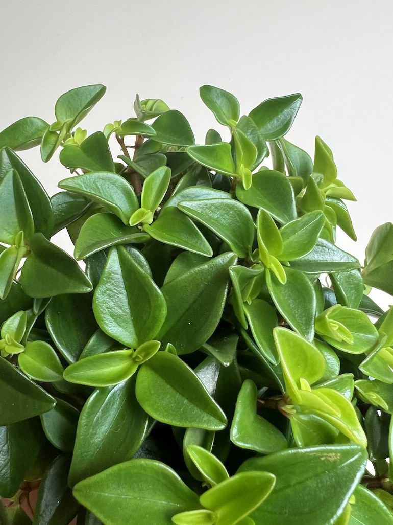 Peperomia