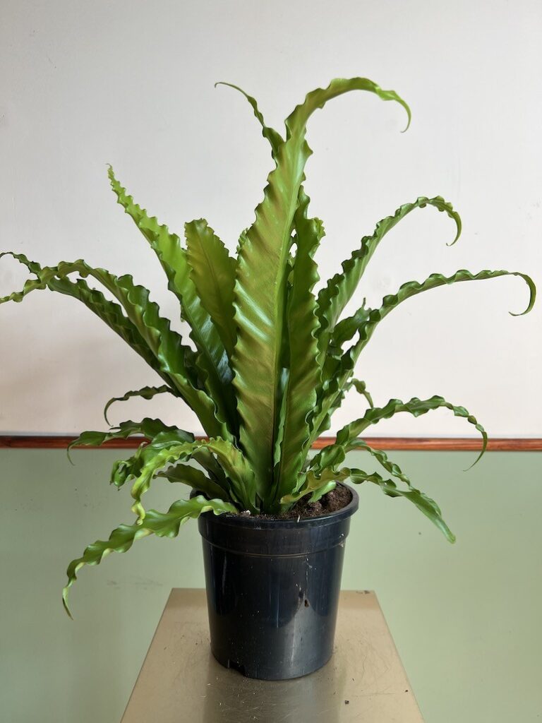 Asplenium Osaka Duża