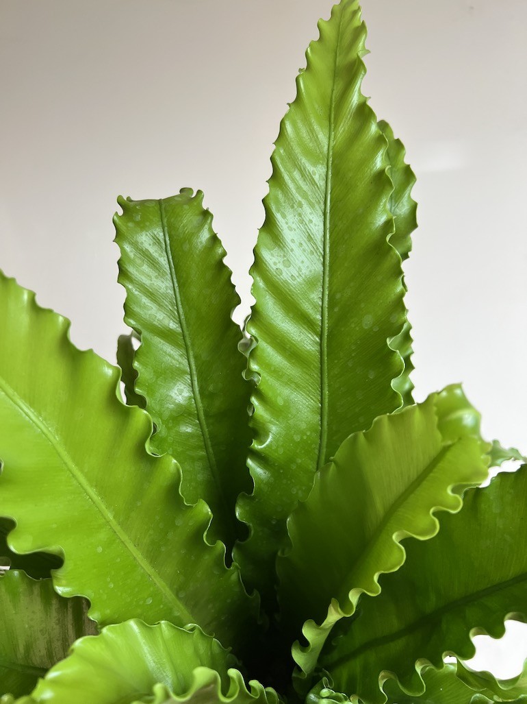 Asplenium Osaka