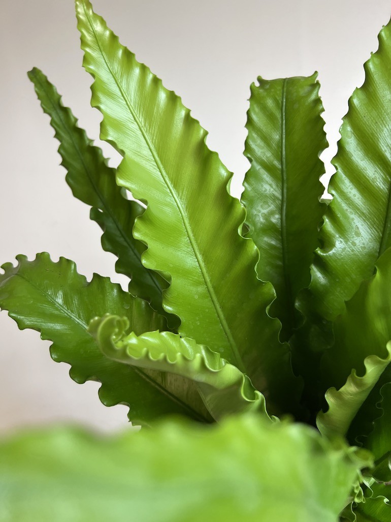 Asplenium Osaka