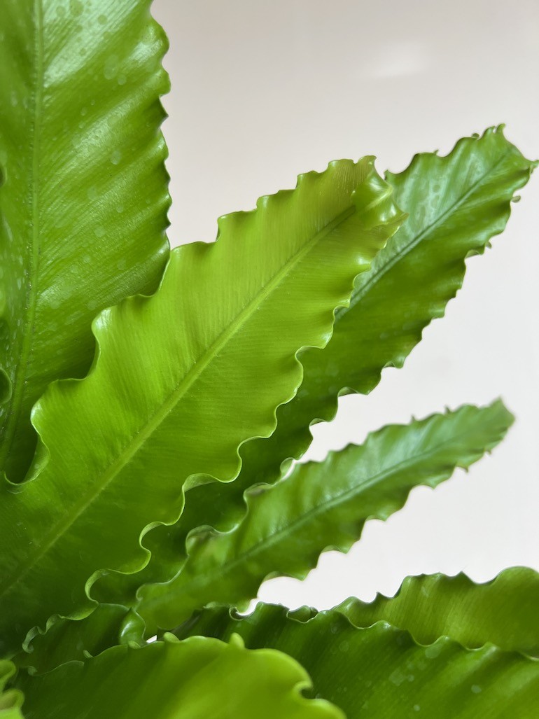 Asplenium Osaka