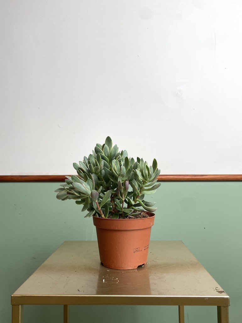 Crassula ‘variegata’