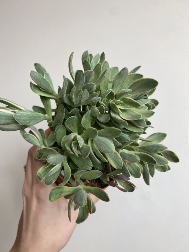 Crassula 'variegata'