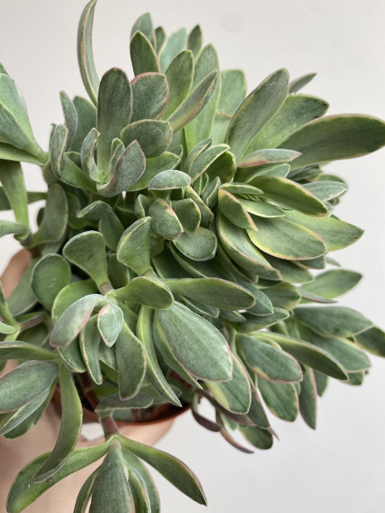 Crassula ‘variegata’