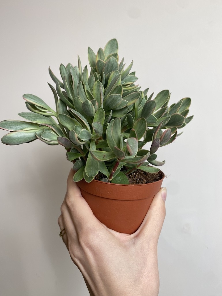 Crassula ‘variegata’