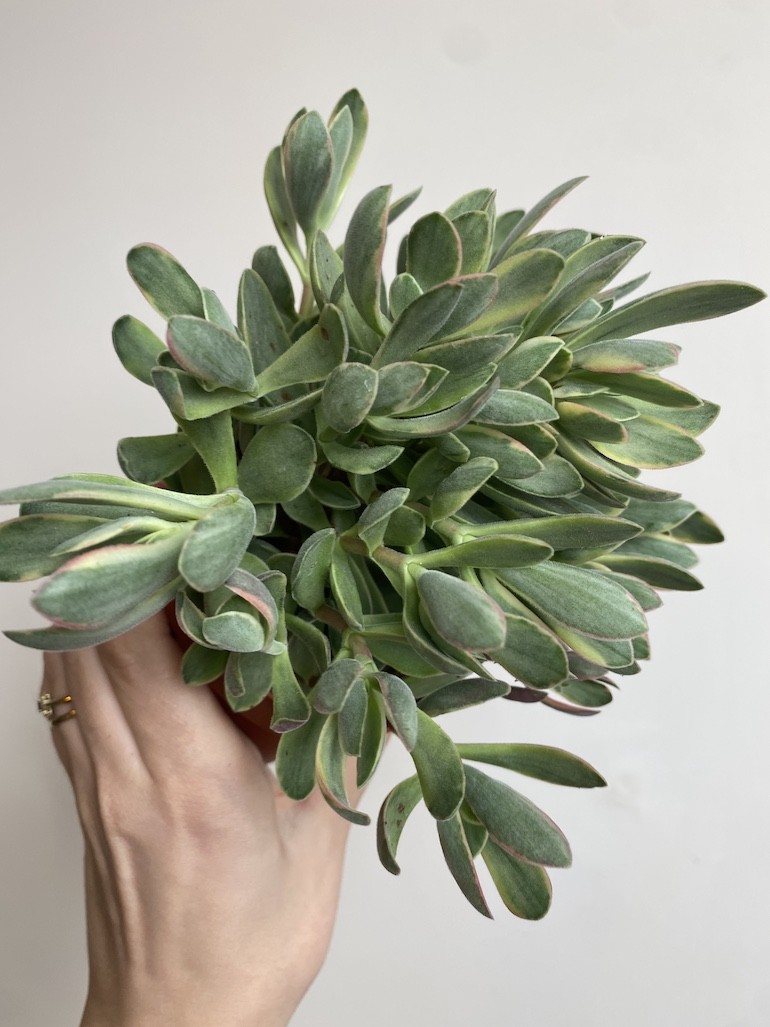 Crassula ‘variegata’