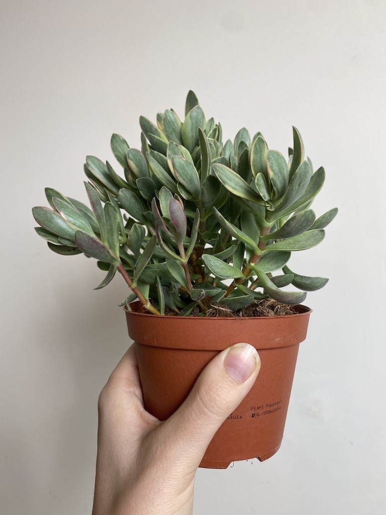 Crassula ‘variegata’