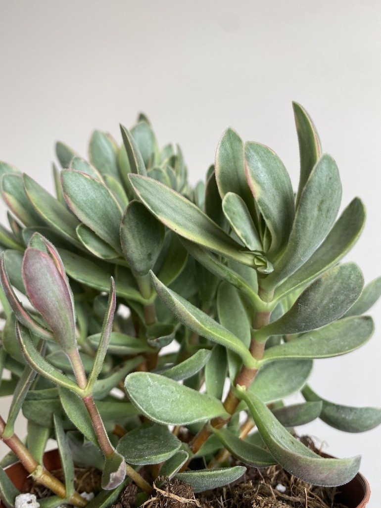 Crassula ‘variegata’