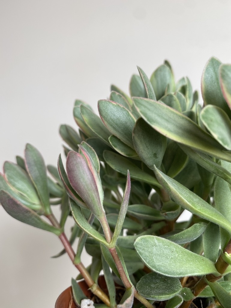 Crassula ‘variegata’