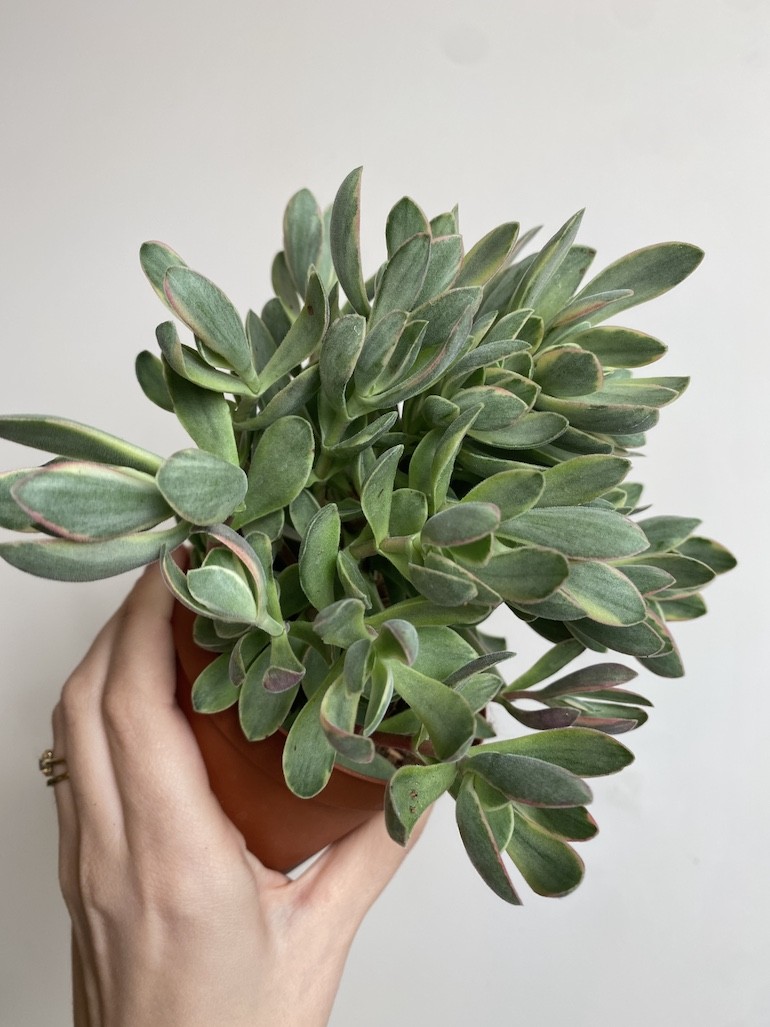 Crassula ‘variegata’