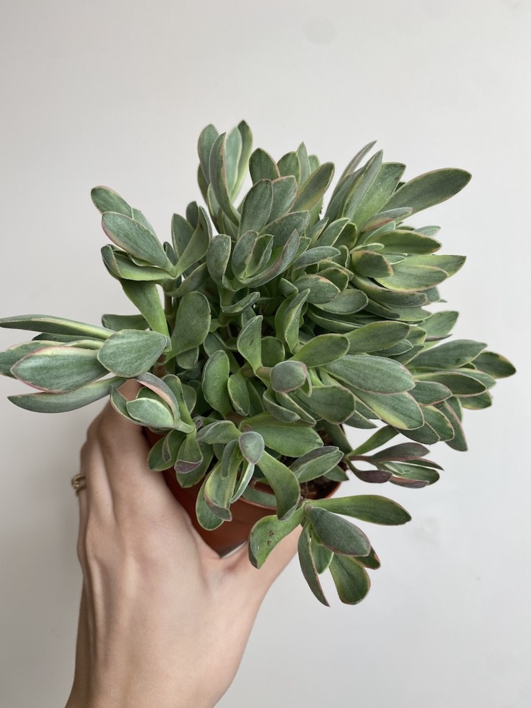 Crassula ‘variegata’