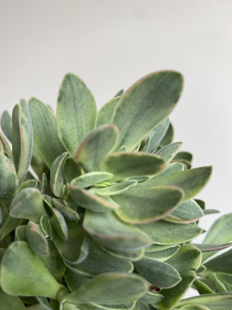 Crassula ‘variegata’