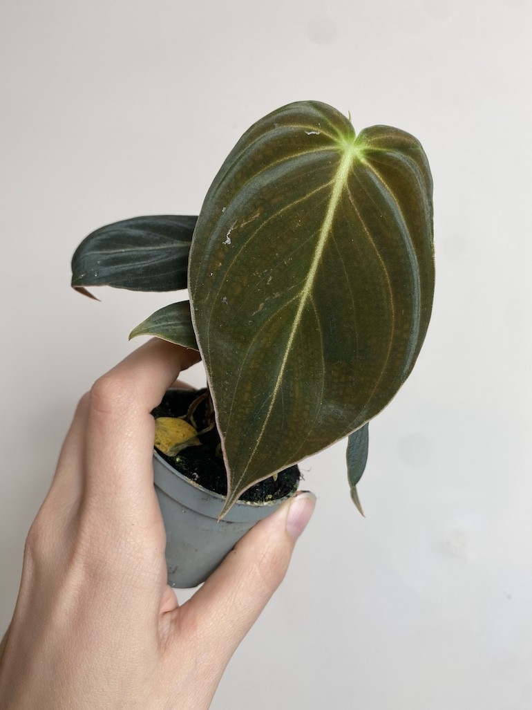 Philodendron Melanochrysum